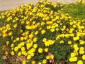 African Marigold, Marigold / Tagetes erecta